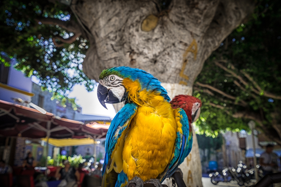 Parrot in the Park